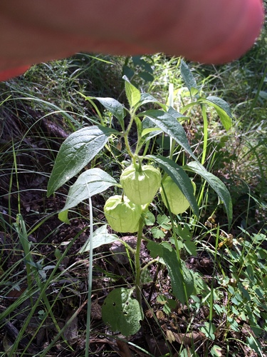 Physalis caudella (Southwestern Ground-cherry) — photo