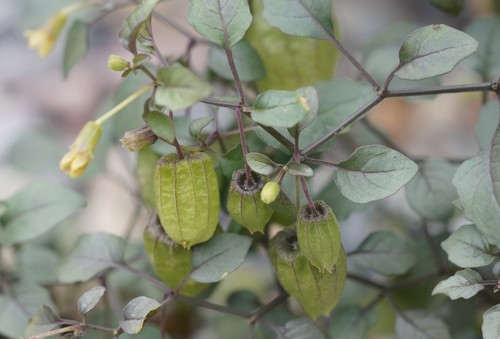 Physalis crassifolia (Yellow Nightshade Ground-cherry) — photo