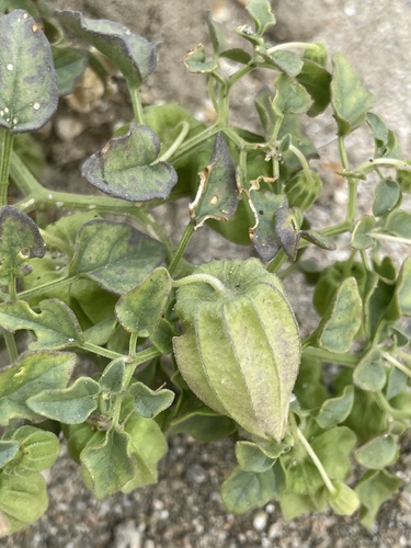 Physalis crassifolia (Yellow Nightshade Ground-cherry) — photo