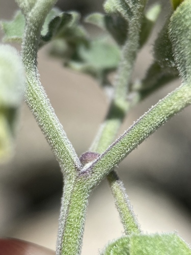 Physalis fendleri (Fendler's groundcherry) — photo