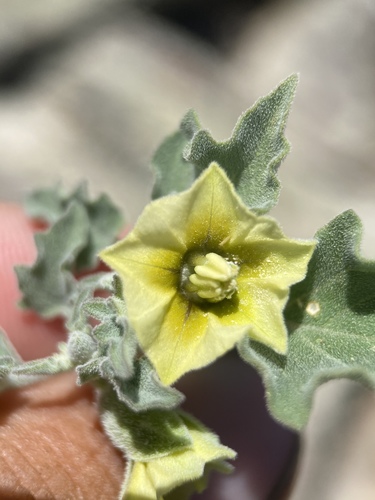 Physalis fendleri (Fendler's groundcherry) — photo
