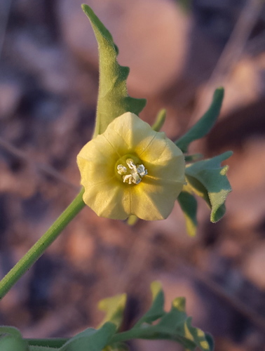 Physalis fendleri
