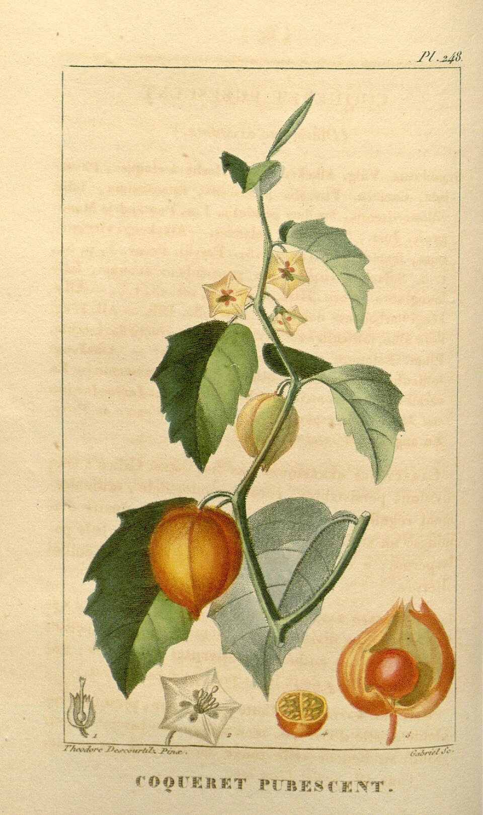 Physalis foetens