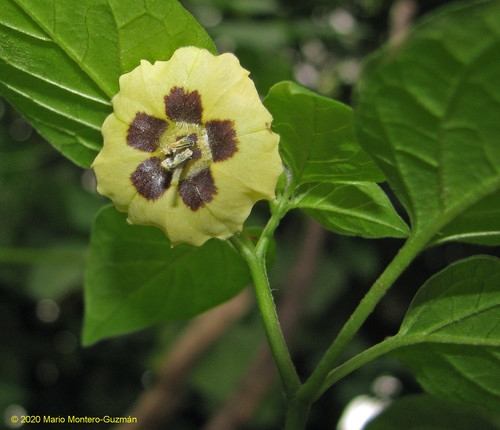 Physalis gracilis — photo