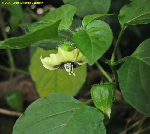 Physalis gracilis — photo
