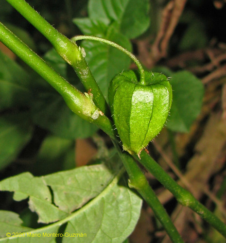 Physalis gracilis