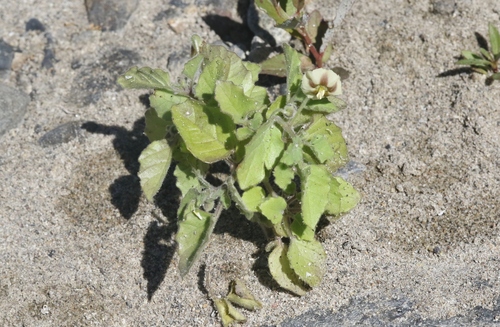Physalis greenei (Yellow Nightshade Groundcherry) — photo