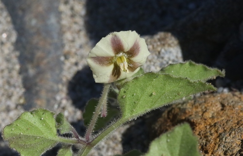 Physalis greenei
