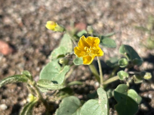 Physalis greenei (Yellow Nightshade Groundcherry) — photo