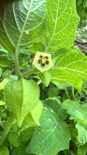Physalis grisea (Dwarf Cape-gooseberry) — photo