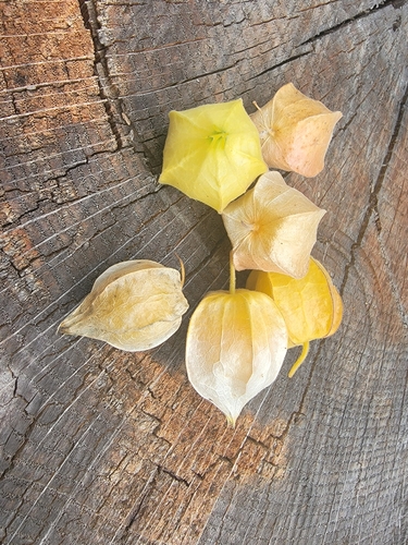 Physalis grisea (Dwarf Cape-gooseberry) — photo