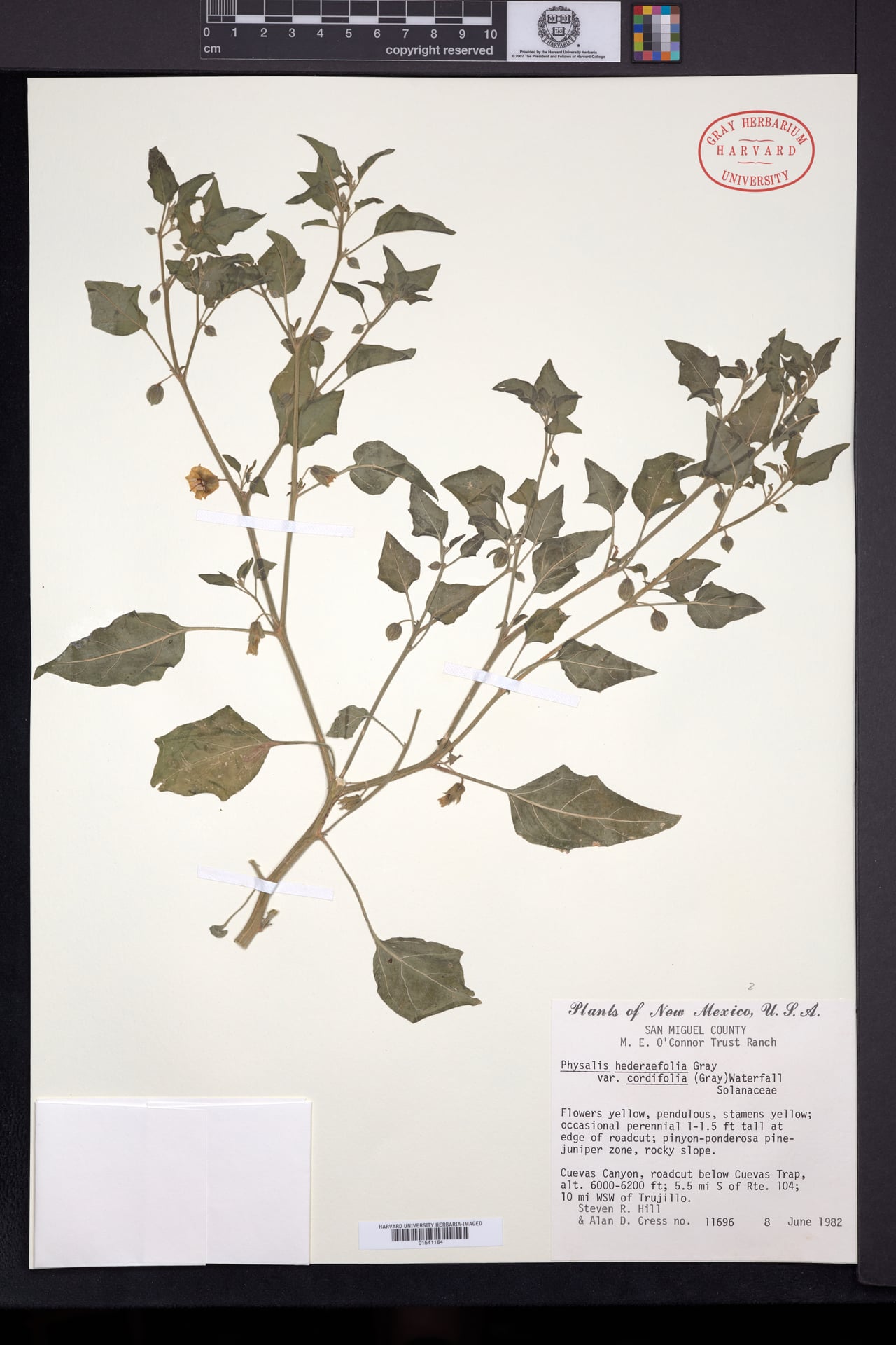 Physalis hederifolia var. cordifolia (Ground cherry) — photo