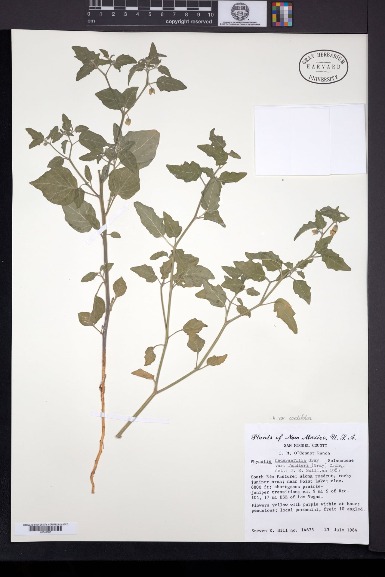 Physalis hederifolia var. cordifolia