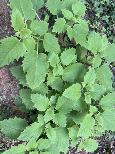 Physalis heterophylla (Clammy Groundcherry) — photo