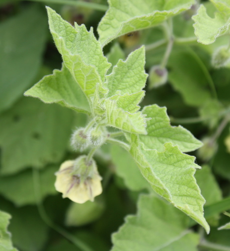 Physalis heterophylla (Clammy Groundcherry) — photo