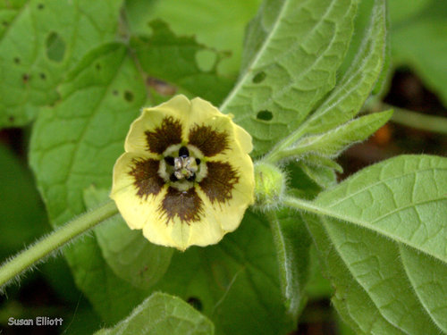 Physalis heterophylla