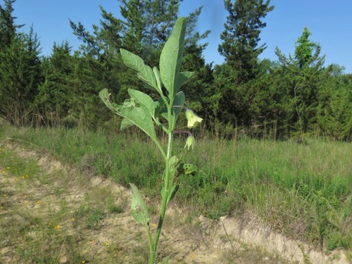 Physalis hispida — photo