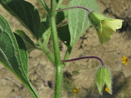 Physalis hispida — photo