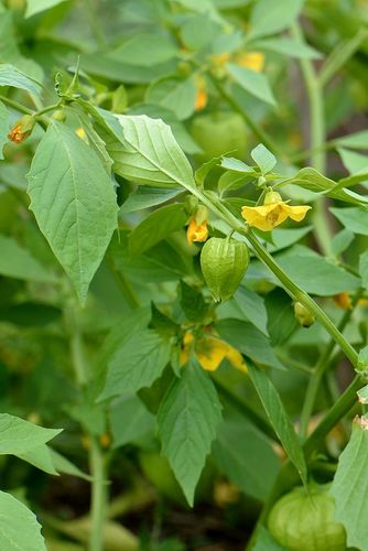 Physalis ixocarpa (Tomatillo) — photo