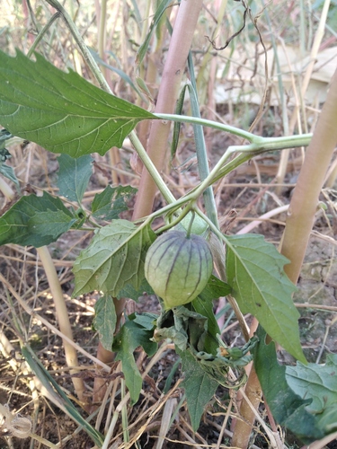 Physalis ixocarpa (Tomatillo) — photo
