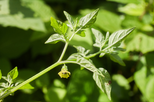 Physalis lagascae — photo