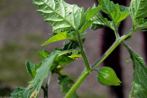 Physalis lagascae — photo