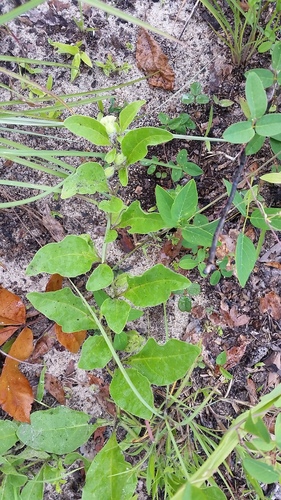 Physalis lanceolata (Lanceleaf Groundcherry) — photo