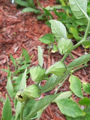 Physalis lanceolata (Lanceleaf Groundcherry) — photo