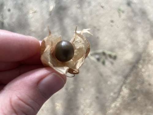 Physalis latiphysa (Broadleaf Groundcherry) — photo