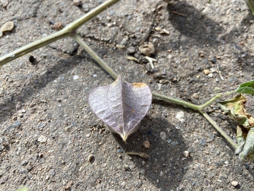 Physalis latiphysa (Broadleaf Groundcherry) — photo