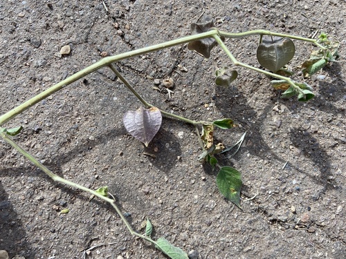 Physalis latiphysa