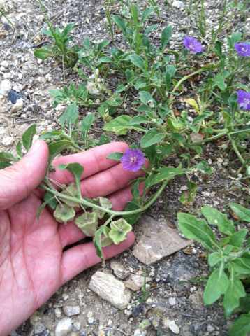 Physalis lobata (Purple Ground cherry) — photo