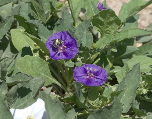 Physalis lobata (Purple Ground cherry) — photo