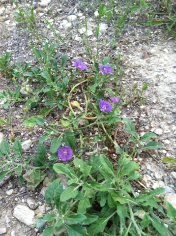 Physalis lobata