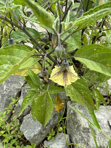 Physalis macrophysa (Longleaf Groundcherry) — photo