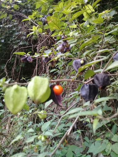 Physalis melanocystis — photo