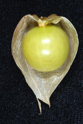 Physalis minima (Native gooseberry) — photo