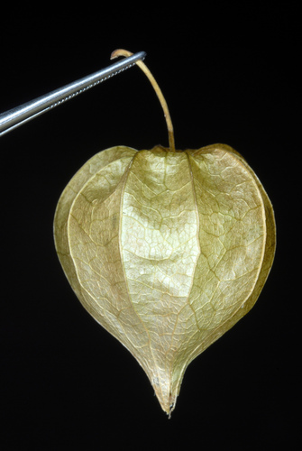 Physalis minima (Native gooseberry) — photo