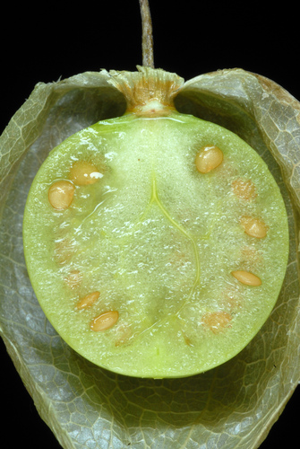 Physalis minima