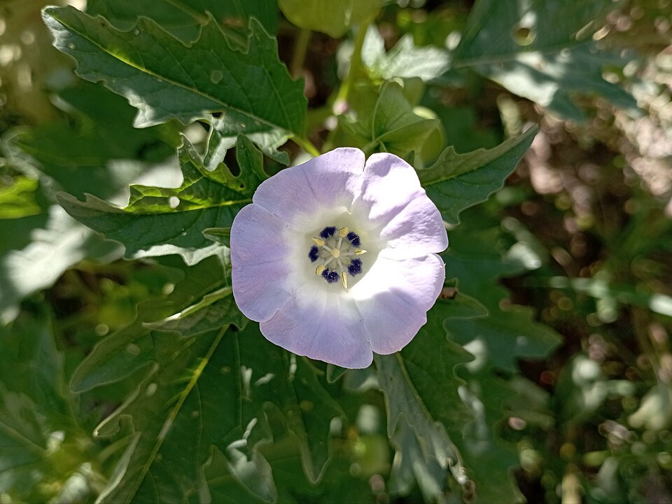 Physalis minor