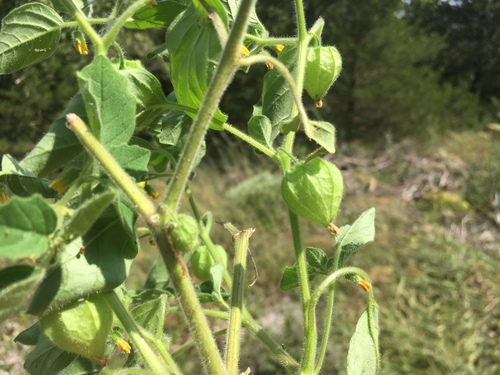Physalis missouriensis (Missouri Groundcherry) — photo