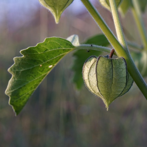 Physalis neomexicana (Barbados gooseberry) — photo