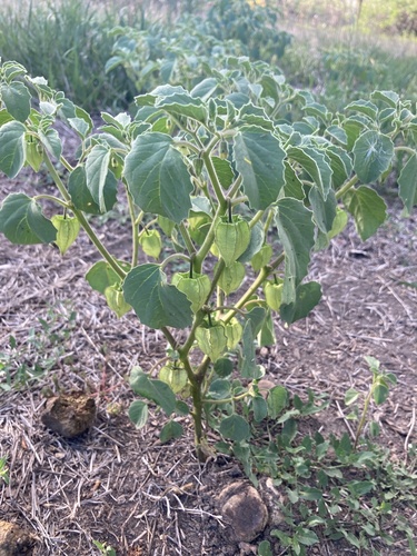 Physalis neomexicana (Barbados gooseberry) — photo