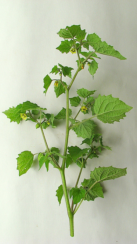 Physalis obscura