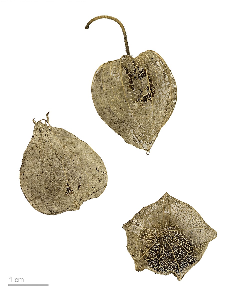 Physalis obscura — photo