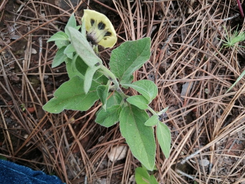 Physalis orizabae — photo