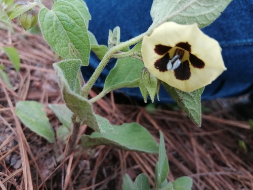 Physalis orizabae — photo