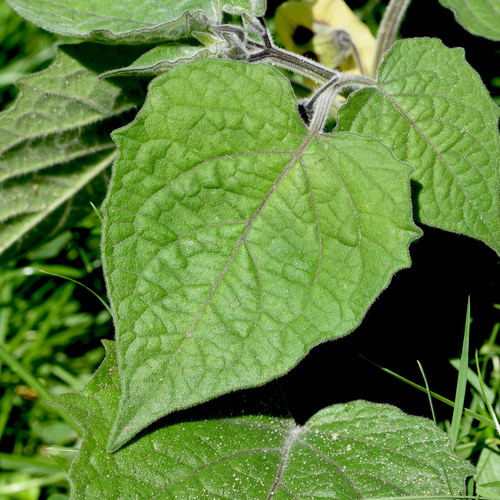Physalis peruviana (Cape gooseberry) — photo