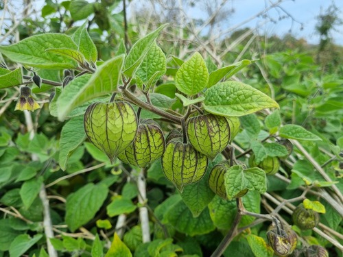 Physalis peruviana (Cape gooseberry) — photo