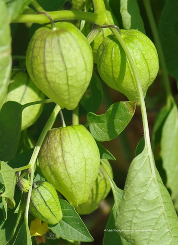 Physalis philadelphica (Tomatillo) — photo
